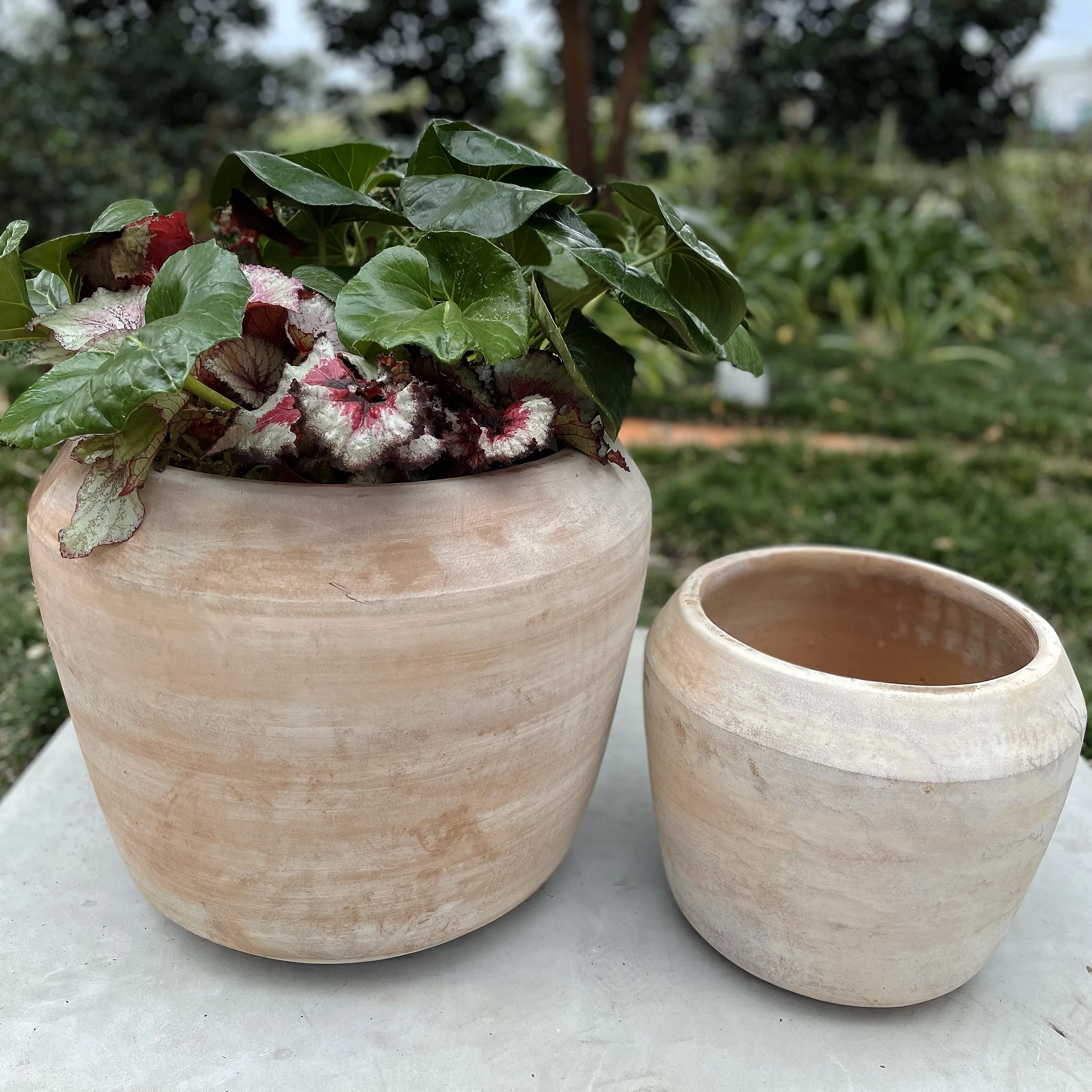 Cape Planter